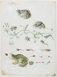 Metamorphose eines Frosches und blaue Blume